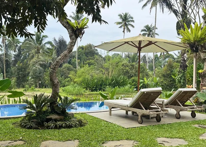 Orman Evi D'pondok Sangaji Ricefield View By Eps *